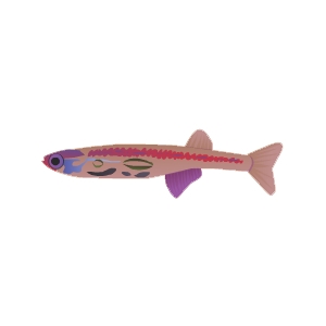 Pink Stripe Danio